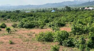 1000 PLOTS OF LAND